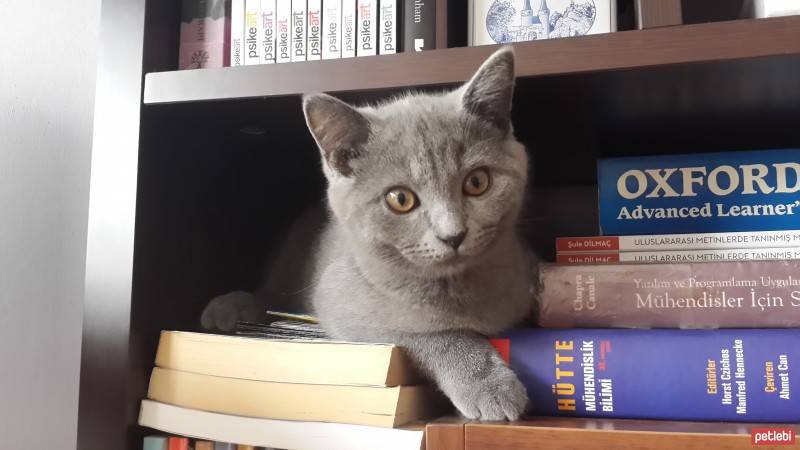 Scottish Fold, Kedi  robin fotoğrafı