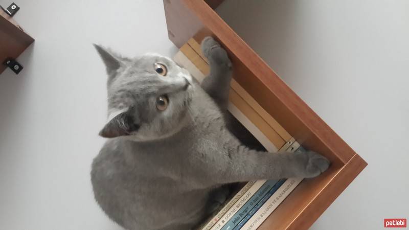 Scottish Fold, Kedi  robin fotoğrafı