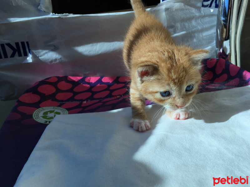 Mavi Rus, Kedi  Gımı  fotoğrafı