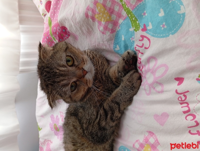 Scottish Fold, Kedi  Mars fotoğrafı