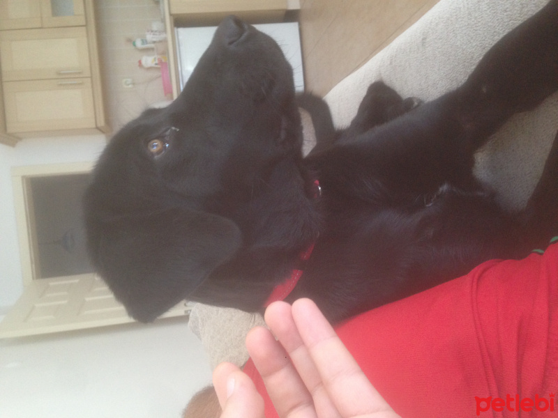 Labrador Retriever, Köpek  Nesli fotoğrafı