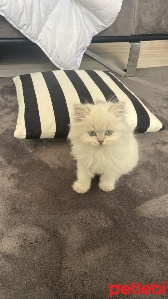 British Shorthair, Kedi  Duman şans bulut fotoğrafı