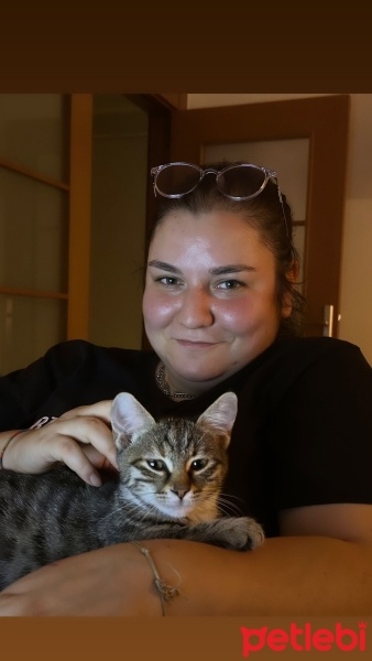 Tekir Kedi, Kedi  Venüs beşen fotoğrafı