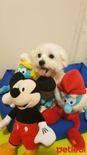 Maltese, Köpek  Maya fotoğrafı