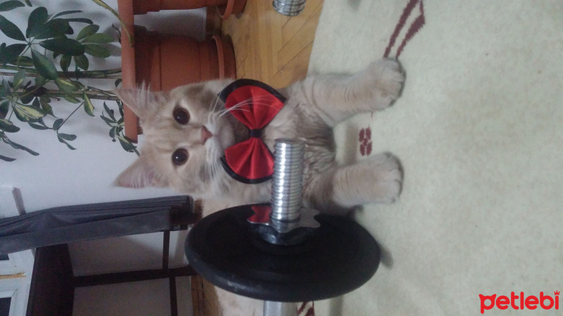 Tekir Kedi, Kedi  sarı  fotoğrafı
