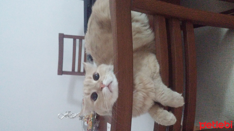 Tekir Kedi, Kedi  sarı  fotoğrafı