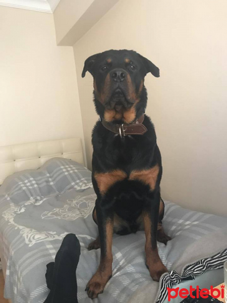 Rottweiler, Köpek  Paşa fotoğrafı