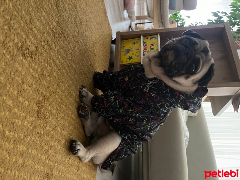 Pug, Köpek  Thor fotoğrafı