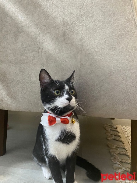 Tuxedo (Smokin) Kedi, Kedi  Temel fotoğrafı