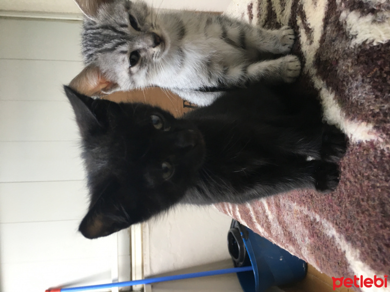 Tekir Kedi, Kedi  Lol fotoğrafı