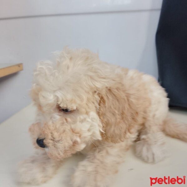 Poodle(Standart Kaniş), Köpek  kayınço fotoğrafı