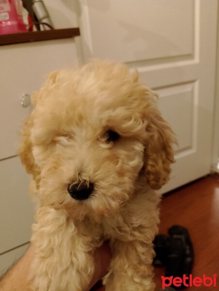 Poodle(Standart Kaniş), Köpek  kayınço fotoğrafı