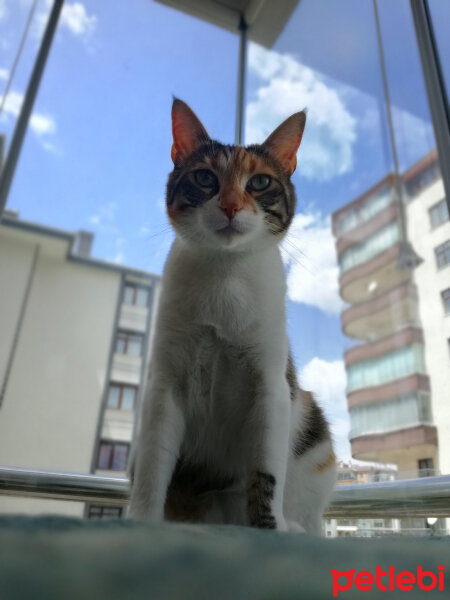 Tekir Kedi, Kedi  Hürrem fotoğrafı