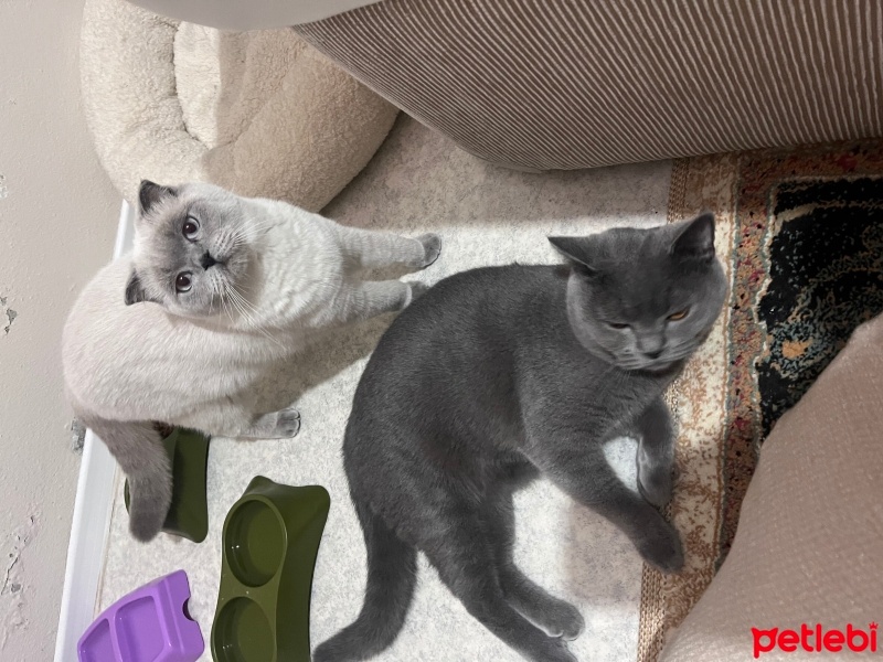 Scottish Fold, Kedi  Muezza fotoğrafı