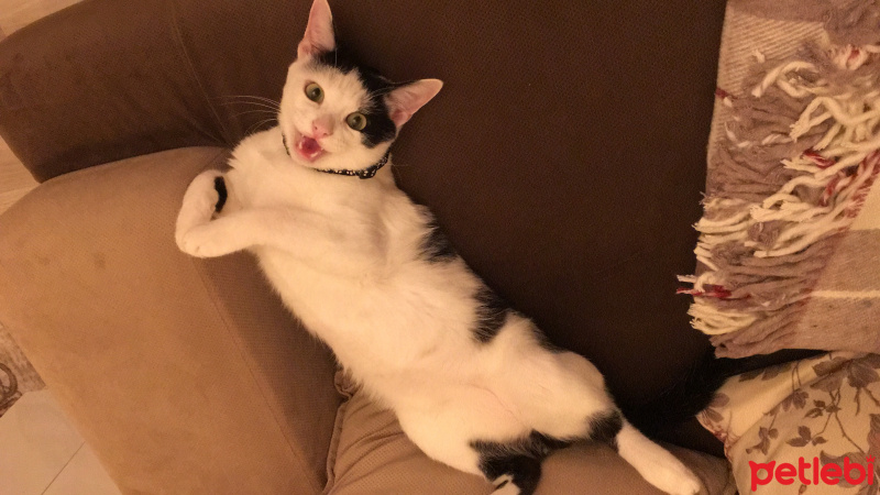 Tekir Kedi, Kedi  Paşa fotoğrafı