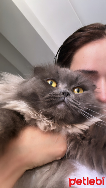 Scottish Fold, Kedi  Linda fotoğrafı