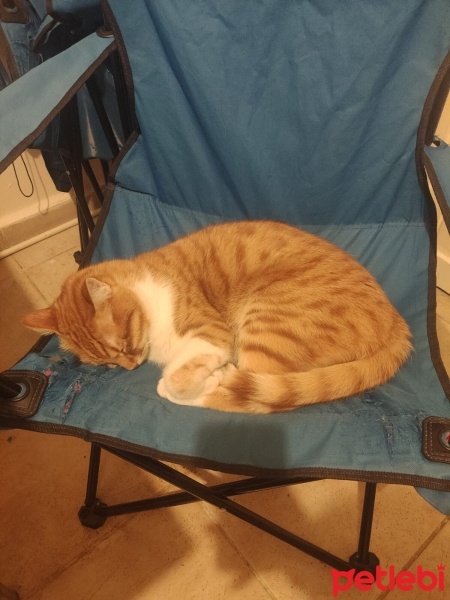 Sarman, Kedi  Alfa fotoğrafı