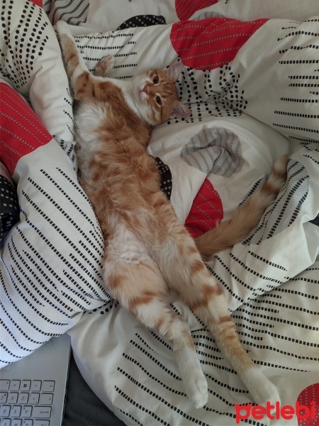 Sarman, Kedi  Alfa fotoğrafı