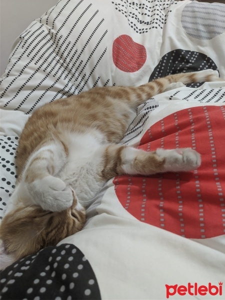 Sarman, Kedi  Alfa fotoğrafı