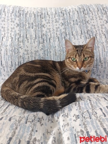 Tekir Kedi, Kedi  Prenses fotoğrafı