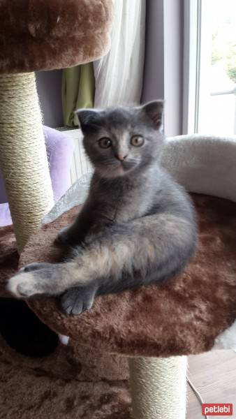 Scottish Fold, Kedi  khaleesi fotoğrafı