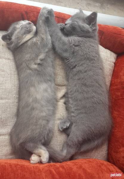 Scottish Fold, Kedi  khaleesi fotoğrafı