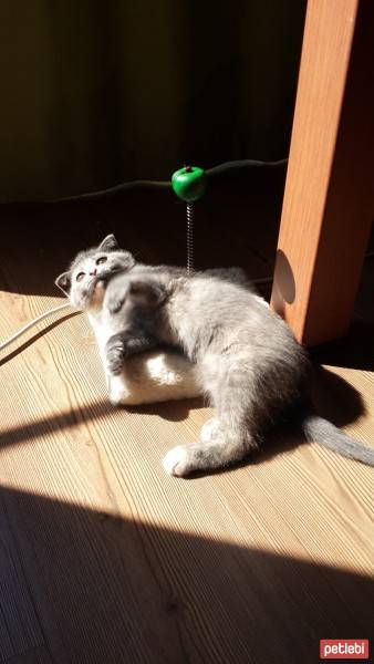 Scottish Fold, Kedi  khaleesi fotoğrafı