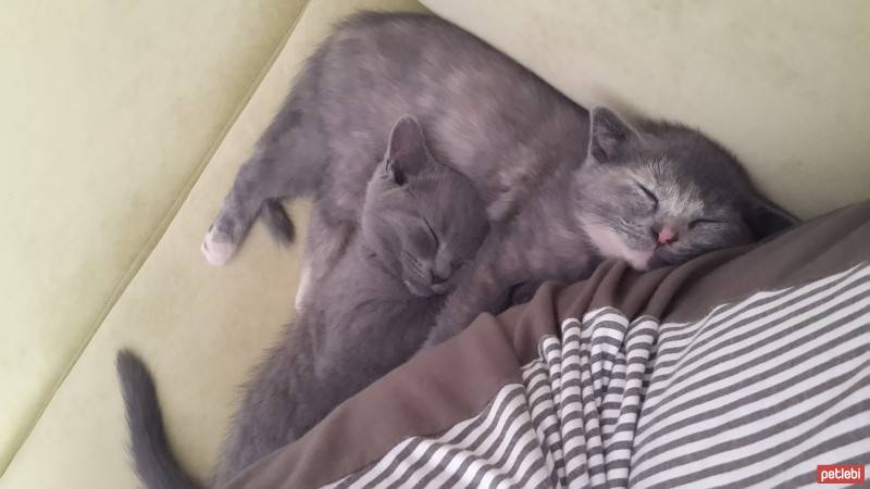 Scottish Fold, Kedi  khaleesi fotoğrafı