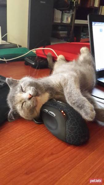 Scottish Fold, Kedi  khaleesi fotoğrafı