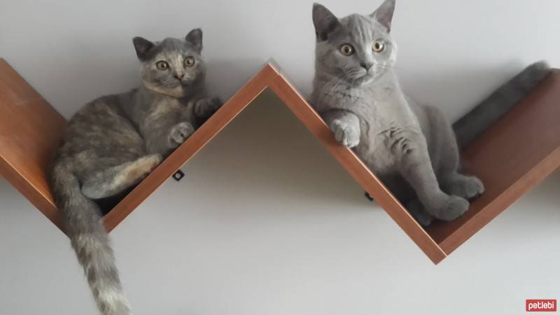 Scottish Fold, Kedi  khaleesi fotoğrafı