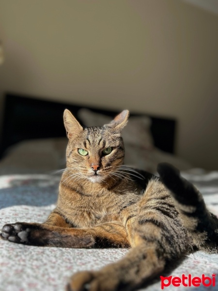 Tekir Kedi, Kedi  Petek fotoğrafı