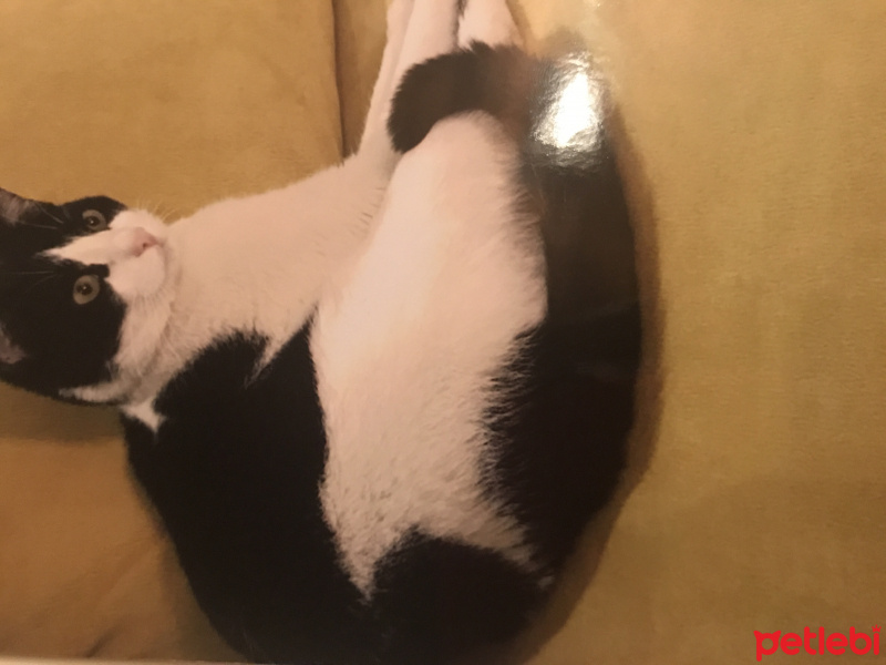 Exotic Shorthair, Kedi  Şerafettin  fotoğrafı