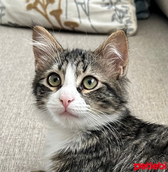 Tekir Kedi, Kedi  Theo fotoğrafı