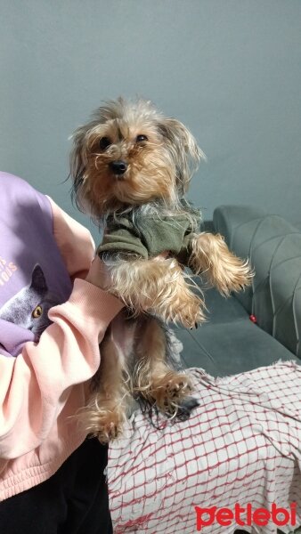 Yorkshire Terrier, Köpek  LEO fotoğrafı