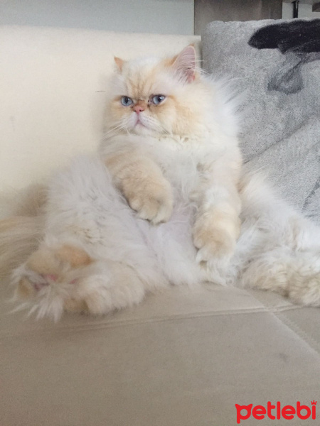 İran Kedisi (Persian), Kedi  Ares fotoğrafı