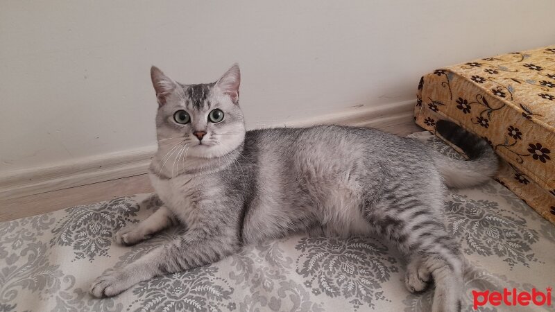 British Shorthair, Kedi  Gümüş fotoğrafı