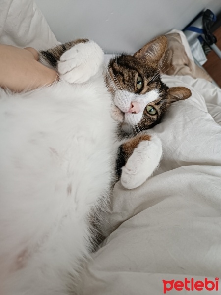 Tekir Kedi, Kedi  Şans fotoğrafı