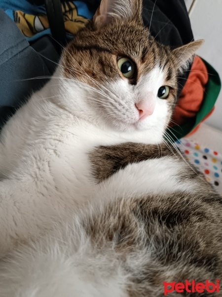 Tekir Kedi, Kedi  Junior fotoğrafı