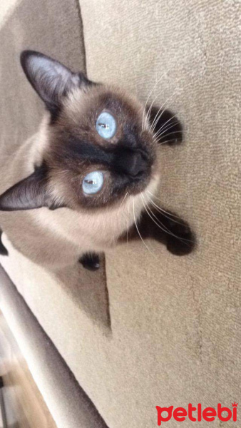 Siyam Kedisi, Kedi  Venüs fotoğrafı