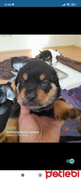 Rottweiler, Köpek  Mila fotoğrafı