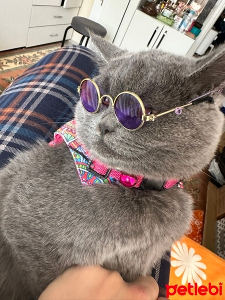 British Shorthair, Kedi  MİA fotoğrafı