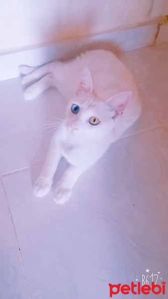 Van Kedisi, Kedi  Maviş fotoğrafı