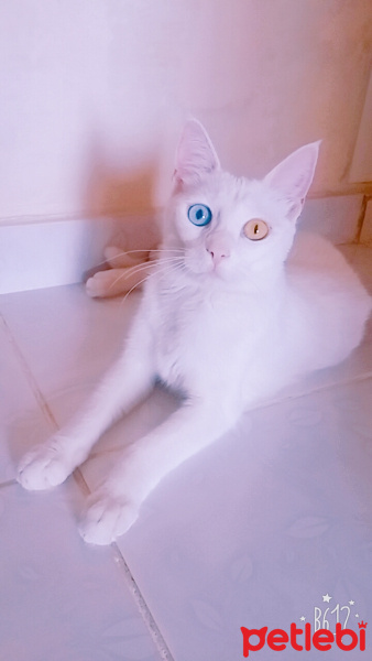 Van Kedisi, Kedi  Maviş fotoğrafı