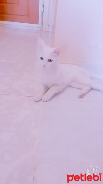 Van Kedisi, Kedi  Maviş fotoğrafı