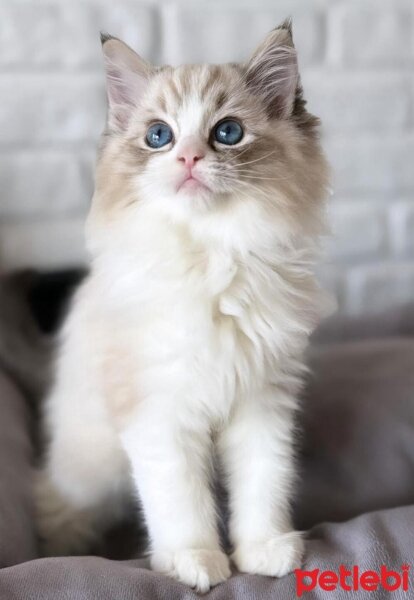 Ragdoll, Kedi  Mocha fotoğrafı