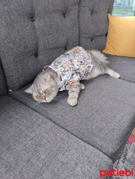 British Longhair, Kedi  Ziya fotoğrafı