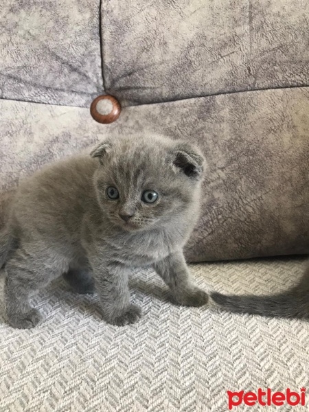Scottish Fold, Kedi  Mars fotoğrafı