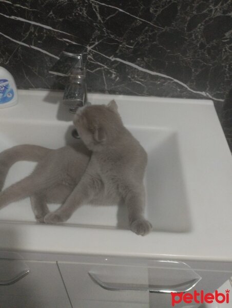 Scottish Fold, Kedi  Lokum fotoğrafı