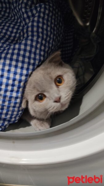 Scottish Fold, Kedi  Lokum fotoğrafı