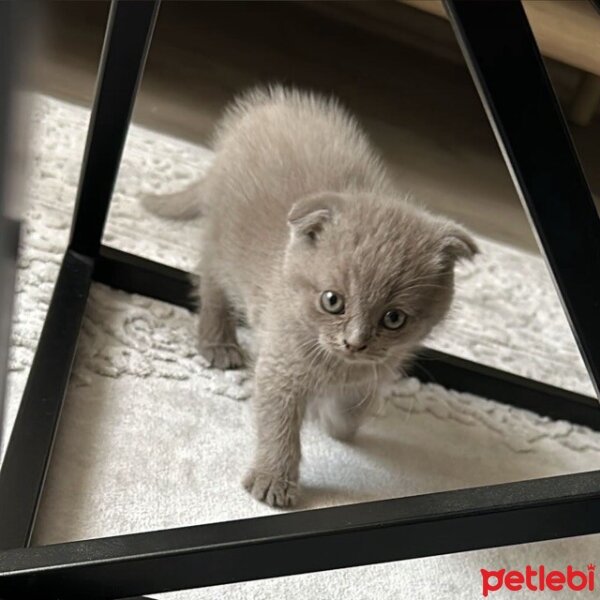 Scottish Fold, Kedi  Lokum fotoğrafı